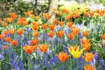 spring, jefferson garden