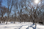 central park, snowed