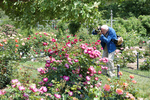 bill cunningham, brooklyn botanic garden