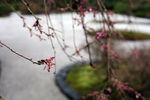 budding, portland japanese garden