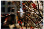 tree, union square