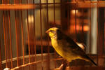 caged bird, no singing