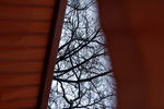 trees through gates